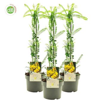 Sophora microphylla SUN KING
