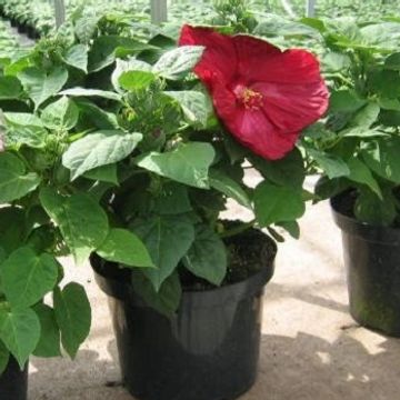 Hibiscus moscheutos LUNA RED