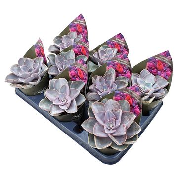 Echeveria 'Perle von Nürnberg'