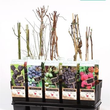 Plantas frutales MIX