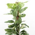 Monstera obliqua 'Mayuna Variegata'