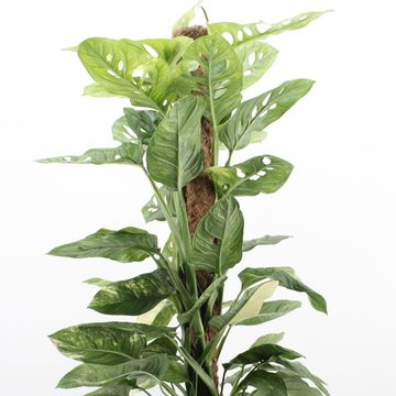 Monstera obliqua 'Mayuna Variegata'