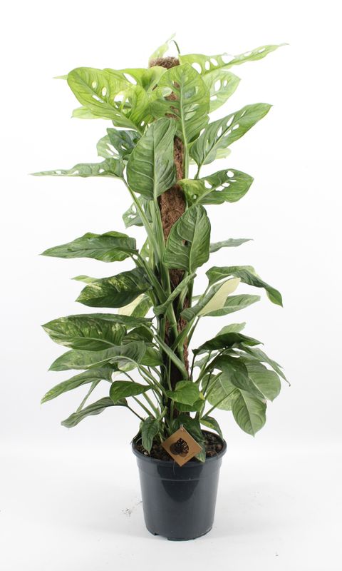 Monstera obliqua 'Mayuna Variegata'