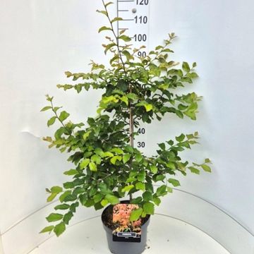 Parrotia persica