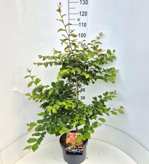 Parrotia persica