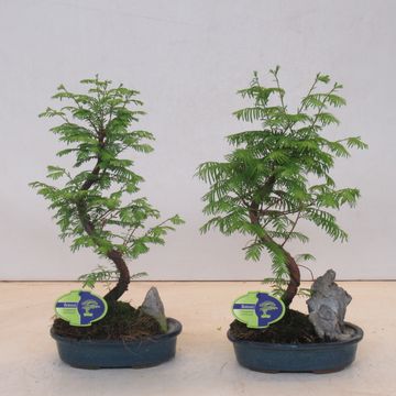 Metasequoia glyptostroboides
