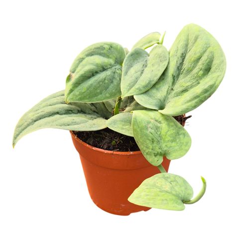 Scindapsus 'Wallet Sakti' — Растения Оптовая FlorAccess