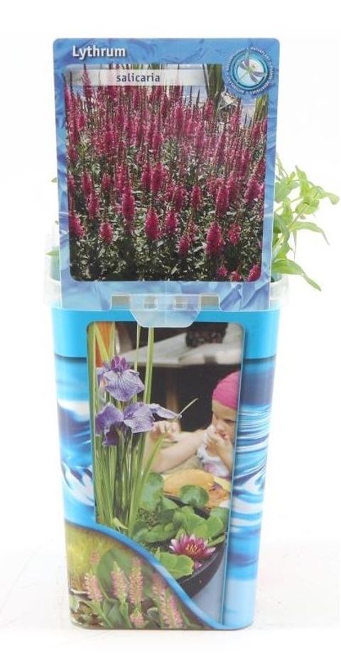 Lythrum salicaria