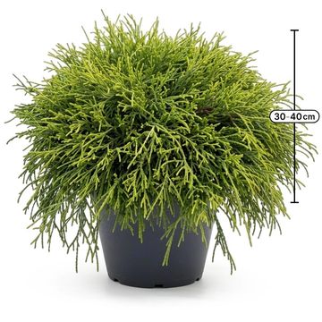 Chamaecyparis pisifera 'Sungold'