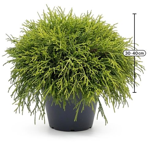 Chamaecyparis pisifera 'Sungold'
