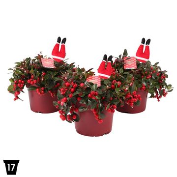 Gaultheria procumbens BIG BERRY