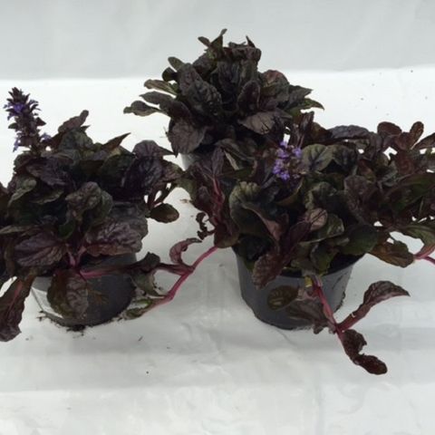 Ajuga Reptans 'Braunherz' — Plant Wholesale FlorAccess