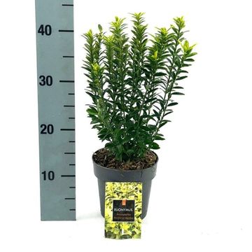Euonymus japonicus 'Microphyllus Aureovariegatus'