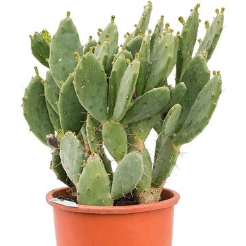 Opuntia vulgaris