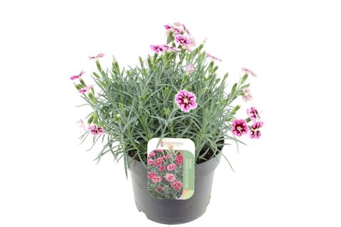 Dianthus SILVER STARS SUPERNOVA