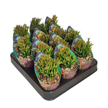 Hatiora salicornioides