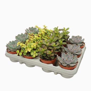 Succulents MIX