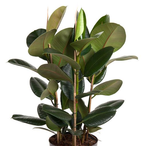 Ficus elastica 'Robusta' (Ammerlaan, The Green Innovater)