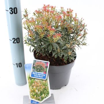 Pieris japonica 'Little Heath'