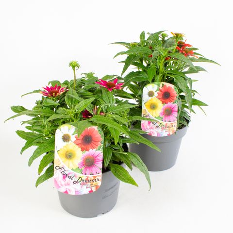 Echinacea SOMBRERO MIX