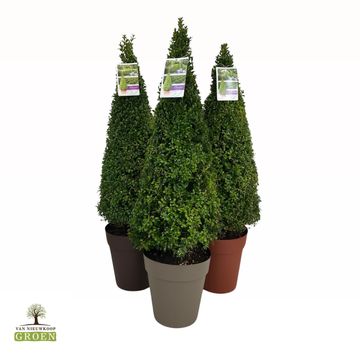 Buxus sempervirens