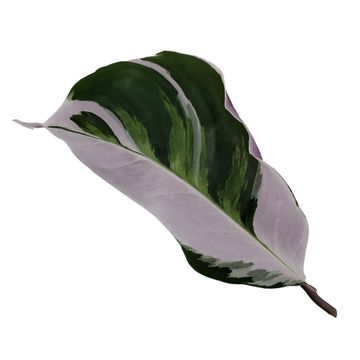 Calathea 'White Fusion'