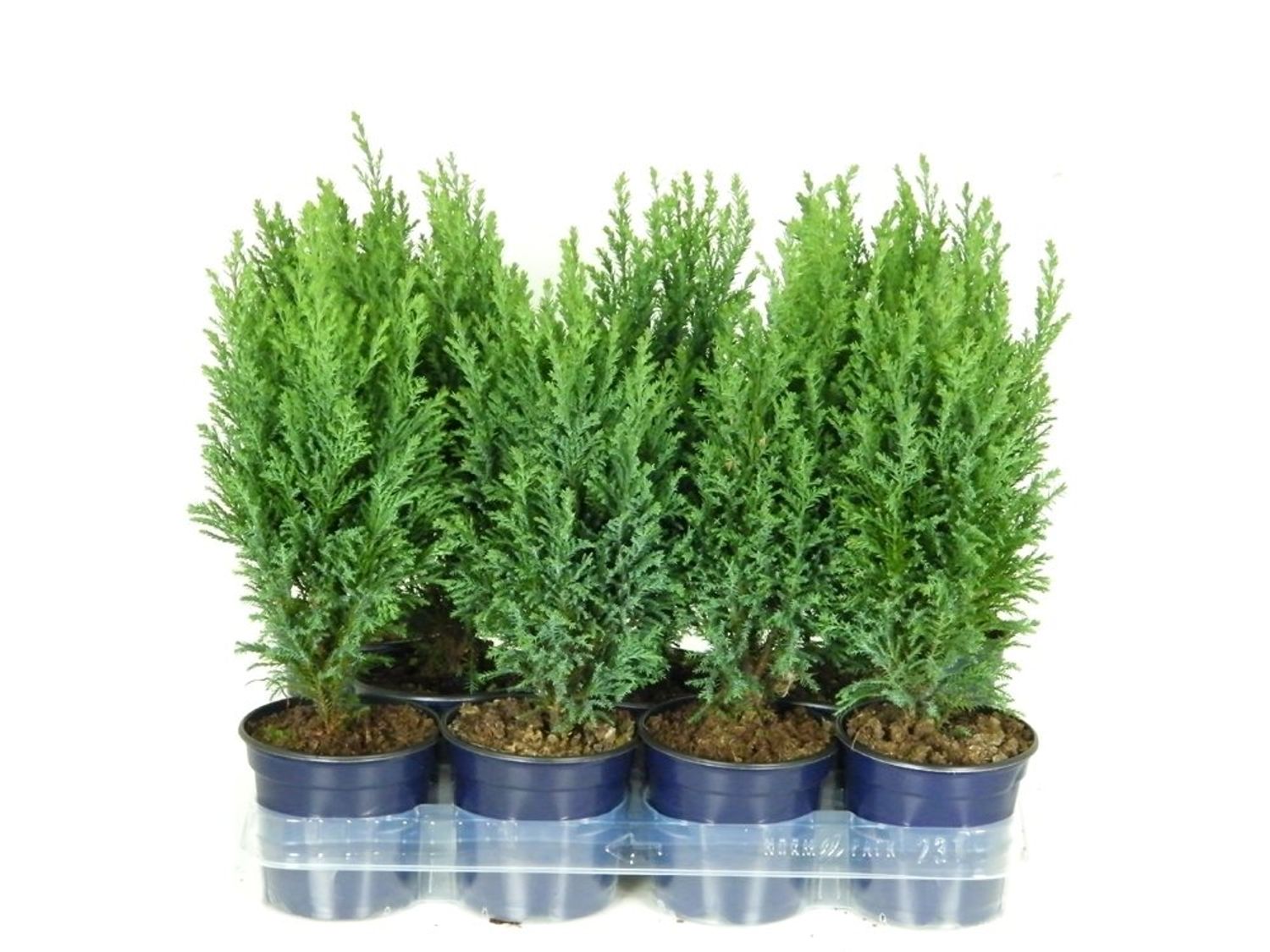 Chamaecyparis lawsoniana 'Ellwoodii' — Plant Wholesale FlorAccess