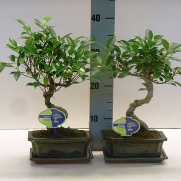 Ficus microcarpa