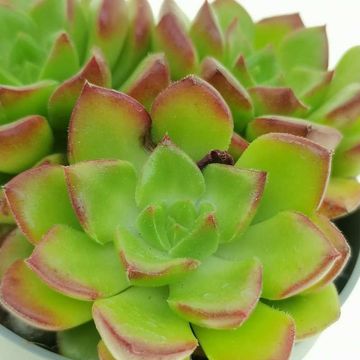 x Sedeveria 'Letizia'