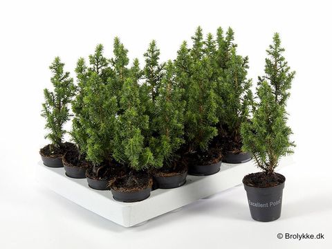 Chamaecyparis thyoides 'Top Point'