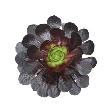 x Semponium 'Destiny'