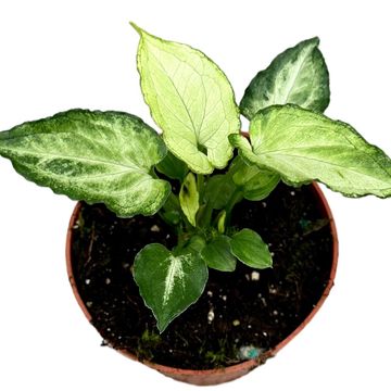 Syngonium podophyllum 'Mouse Ears'