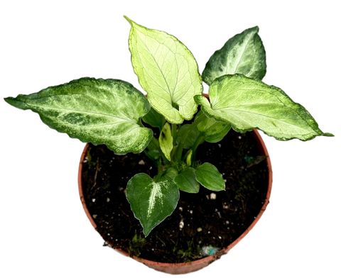 Syngonium podophyllum 'Mouse Ears'