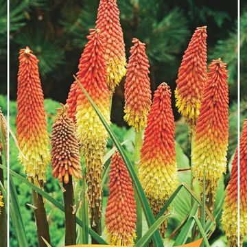 Kniphofia MIX