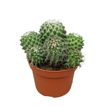 Mammillaria polythele 'Toluca'