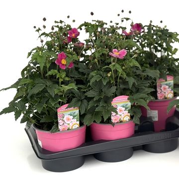 Anemone hupehensis FANTASY MIX