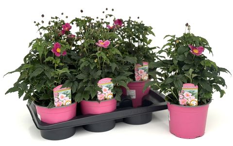 Anemone hupehensis FANTASY MIX