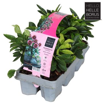 Helleborus orientalis