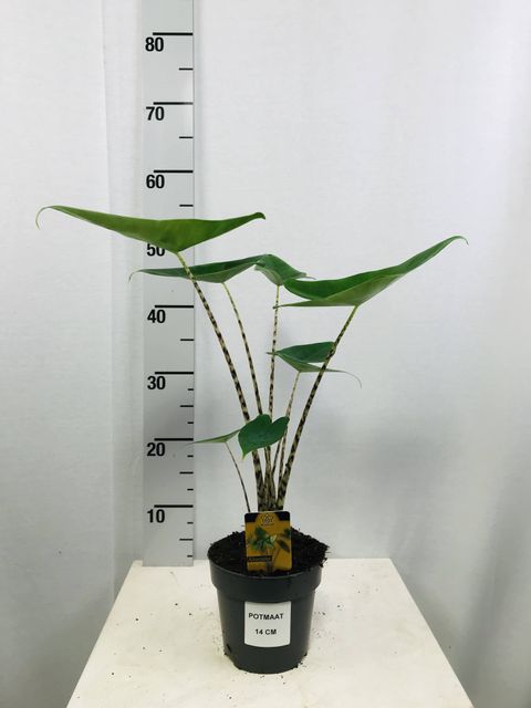 Alocasia zebrina