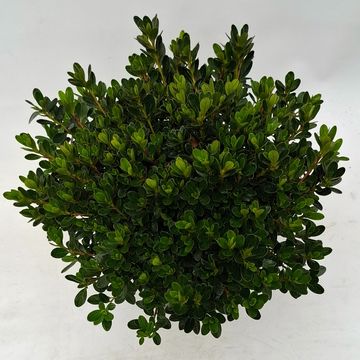 Rhododendron 'Kleiner Prinz' (AJ)