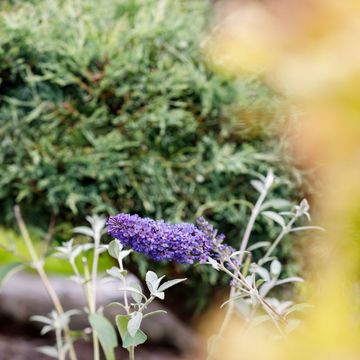 Buddleja davidii 'Empire Blue'