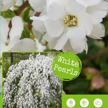 Exochorda racemosa MAGICAL SPRINGTIME