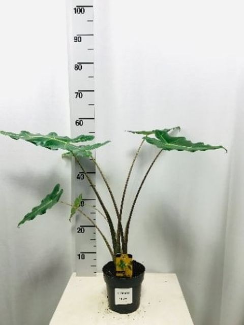 Alocasia 'Sarian'