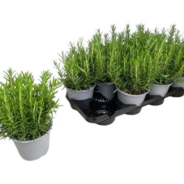 Rosmarinus officinalis