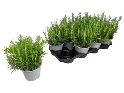 Rosmarinus officinalis