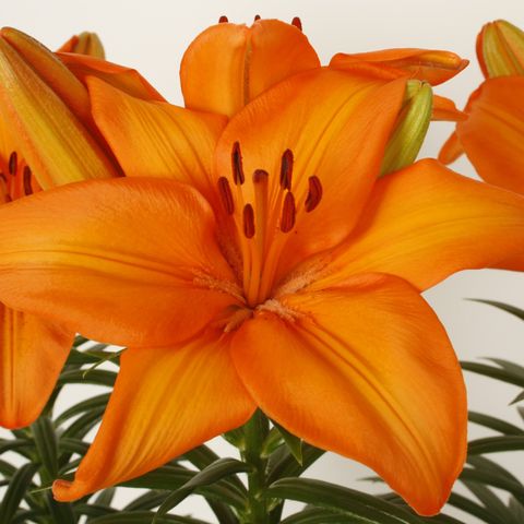 Lilium 'Lava Joy'