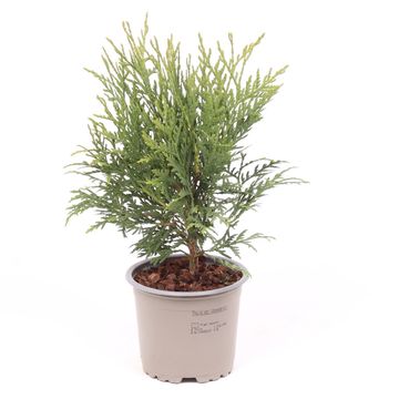 Thuja occidentalis 'Woodwardii'