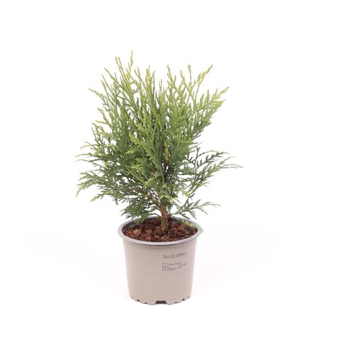 Thuja occidentalis 'Woodwardii'