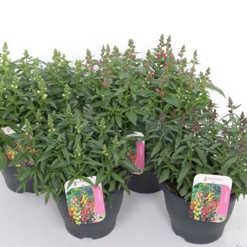 Antirrhinum majus MIX