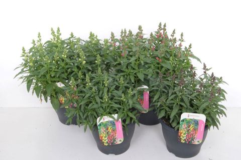 Antirrhinum majus MIX